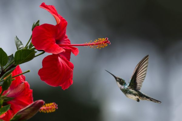 Wholesale Hibiscus